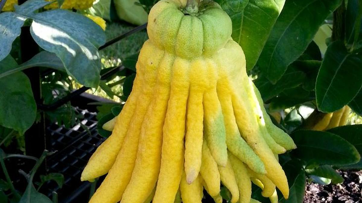 Buddha Hand is a strange-looking citrus that has no juice and is used as zest for flavoring or as the strange, candied fruit in holiday fruit cakes.