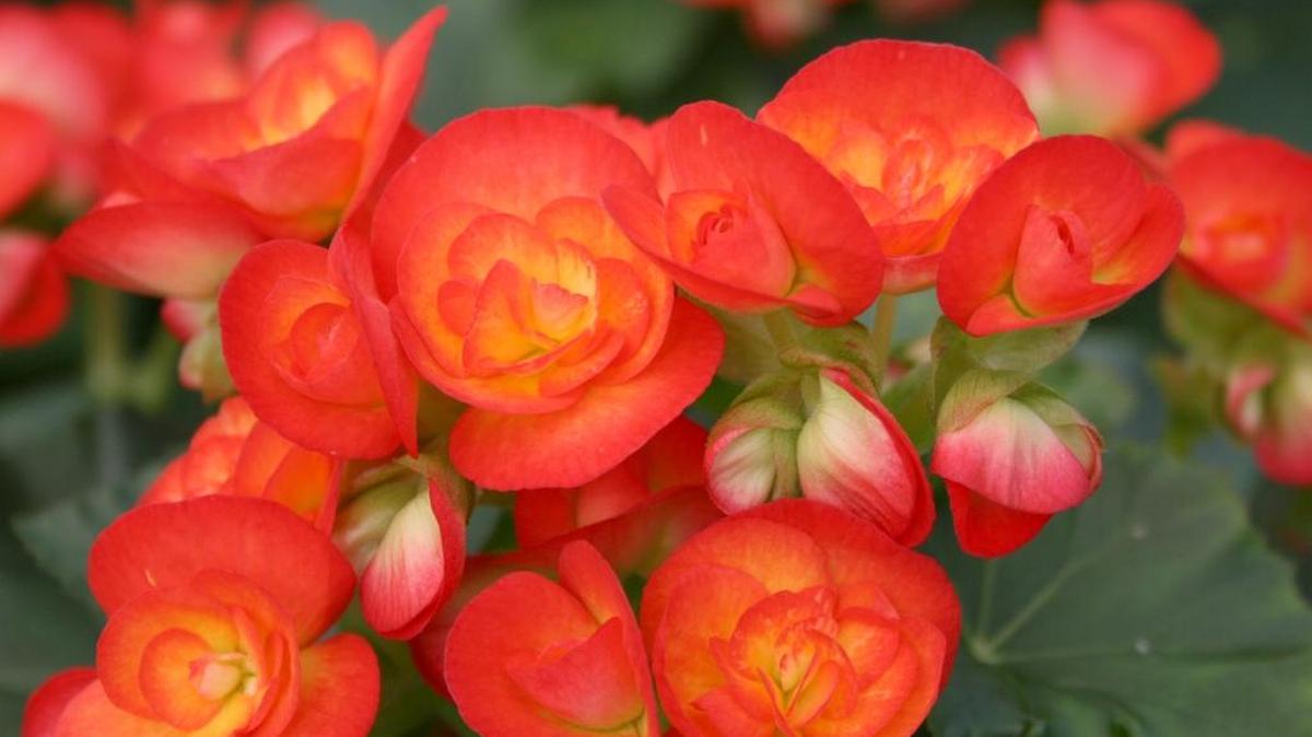 Having plants such as these Carneval begonias indoors during the winter adds beauty and a sense of charm and serenity.