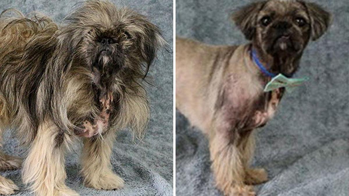 Dexter, a 1-year-old Pekingese/shih tzu mix got a makeover and a new lease on life. Now, he’s a finalist in the Dirty Dogs Contest.