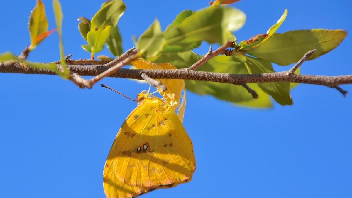 The Cloudless Sulphur Butterfly is a sight for autumn eyes on the Mississippi Coast.