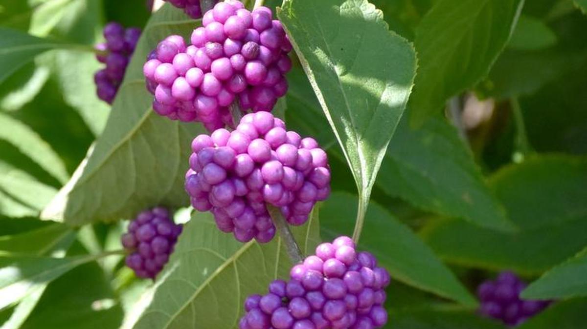 American beautyberry may die to the ground in severe winters, but good pruning in early spring keeps it full and compact.