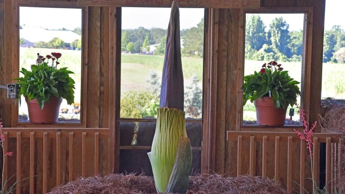 ‘Spike Cam’ watches rare plant’s blooming