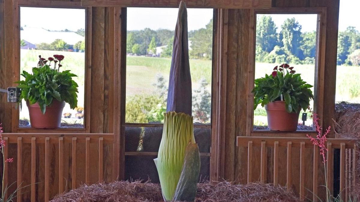 Spike is a 9-year-old, 63-inch-tall rare titan arum about to bloom. Although originally from Indonesia, this one is grown at Mississippi State University’s South Mississippi Branch Experiment Station in Poplarville.