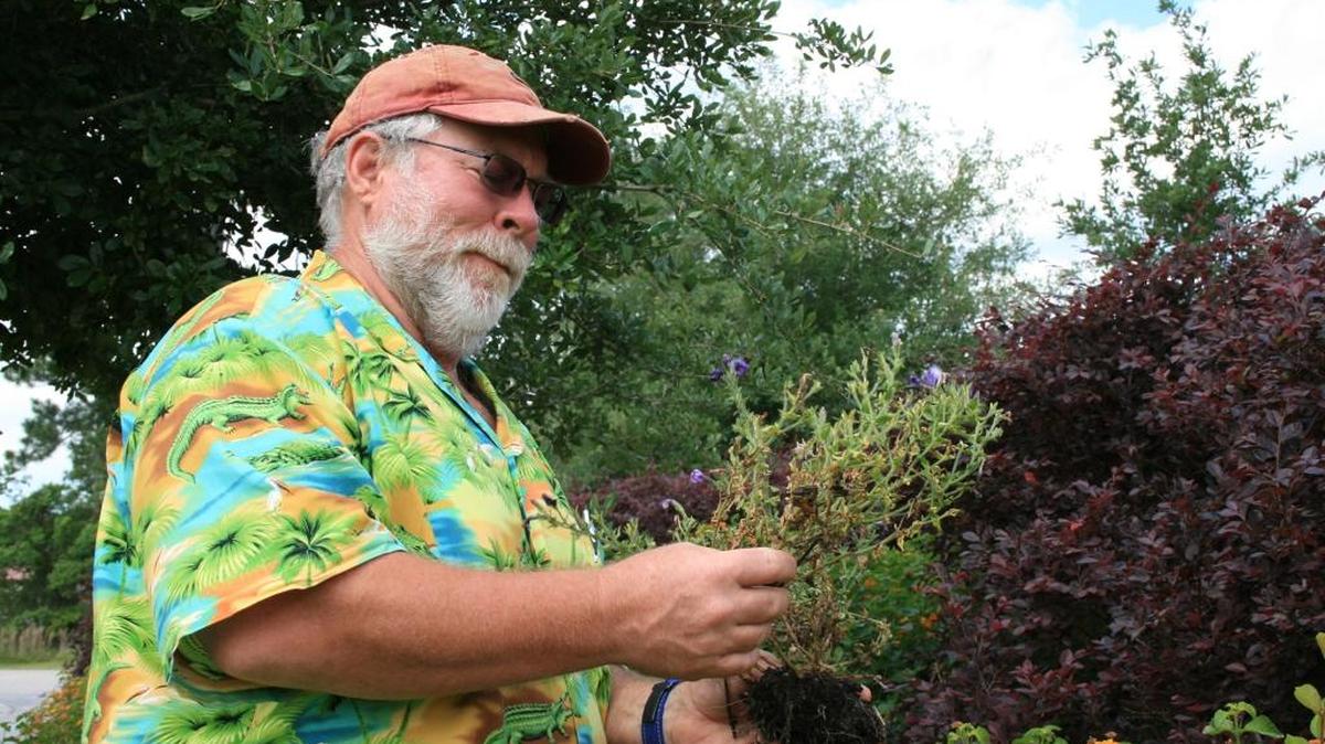 ‘Detective Bachman’ examines a struggling plant to determine how to address the problem it faced in the landscape.