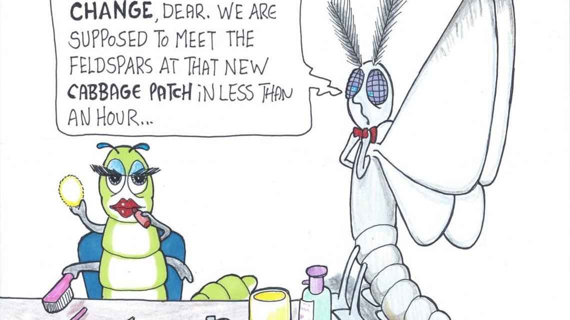 Southern white butterfly makes spectacular appearance