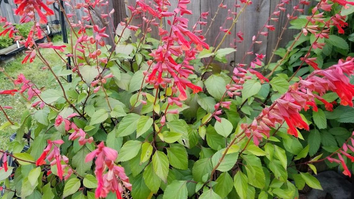 Plant colorful salvias for color, pollinators