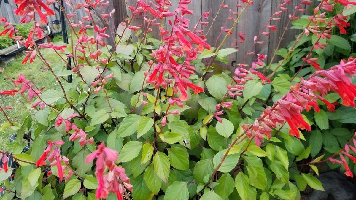 Wendy’s Wish salvia is a tough plant that thrives in hot and humid summers with vivid, magenta-pink flowers and maroon stems.