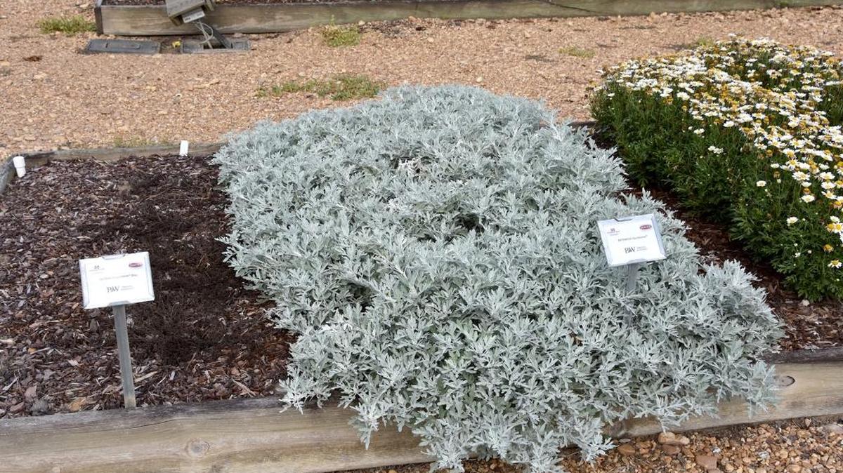 Artemisia Quicksilver forms a tight groundcover in the trial beds of the Truck Crops Branch Experiment Station in Crystal Springs.