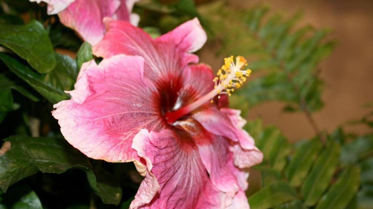 Cajun hibiscus such as this Hotsy Totsy are tropical plants with exciting colors. Blooms can exceed 9 inches across and the foliage is dark green and glossy.