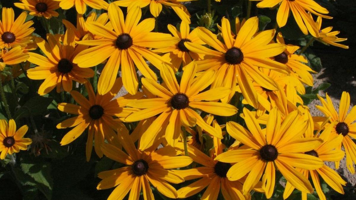 The Rudbeckia Indian Summer is a real show-off in the landscape. The upright stems display flowers up to a whopping 9 inches across.