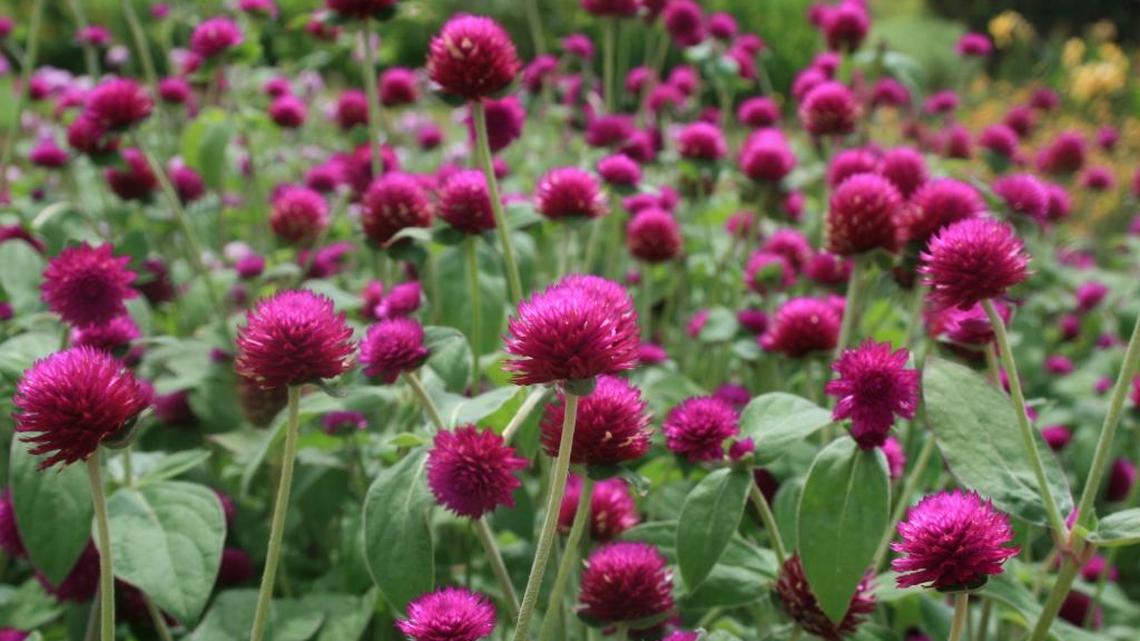 Heat-loving gomphrena thrives in Mississippi