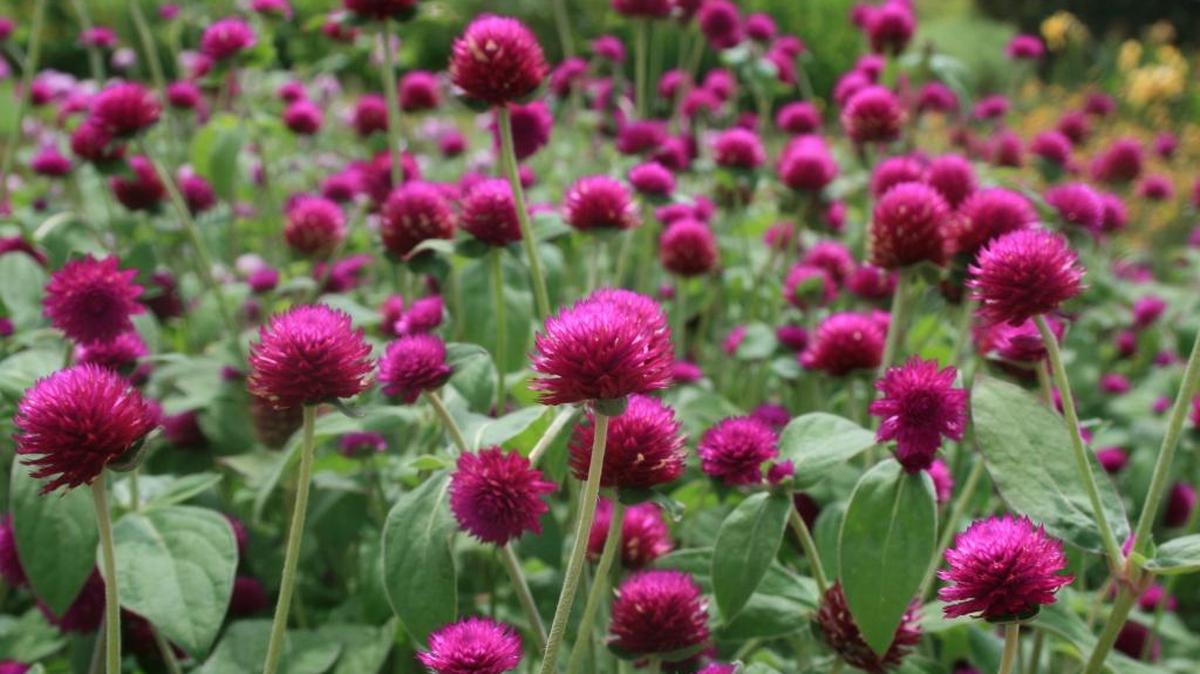 Gomphrena, such as this All-Around Purple, are strong garden performers that thrive in the Mississippi heat and humidity.