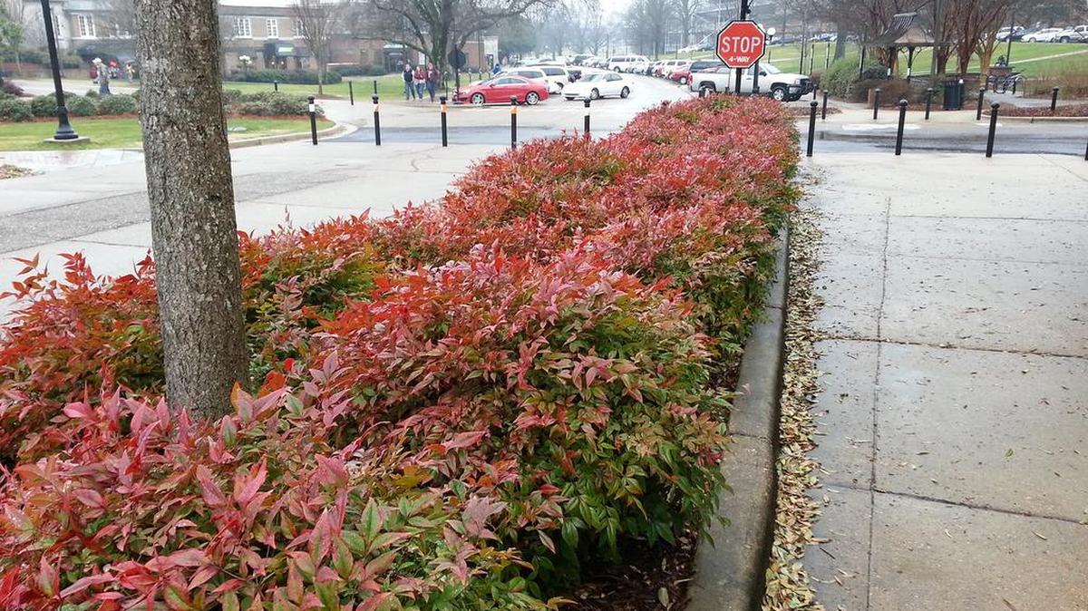 These dwarf Firepower nandinas are mass planted on the Mississippi State University campus in Starkville, Mississippi.