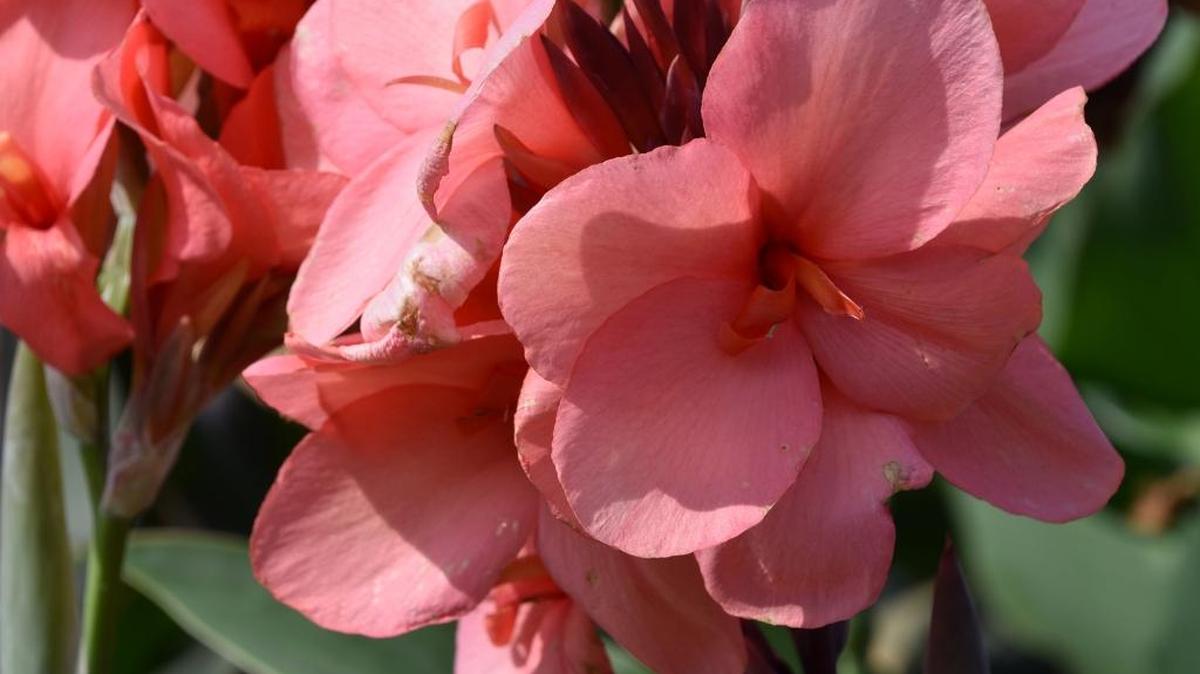 Toucan Rose cannas are vigorous, fast-growing and highly disease resistant. They feature coral-pink flowers.