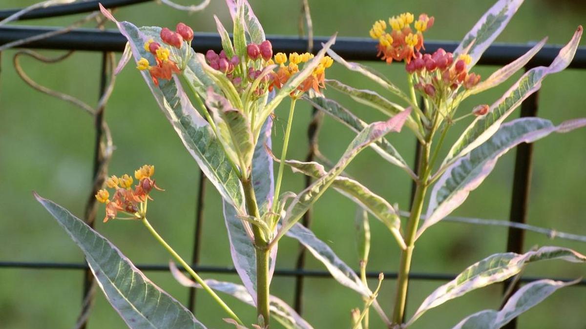 Monarch Promise is a fun new selection of tropical milkweed that is very attractive to monarchs and is pretty in the garden. Its foliage colors are enhanced when grown in full sun.