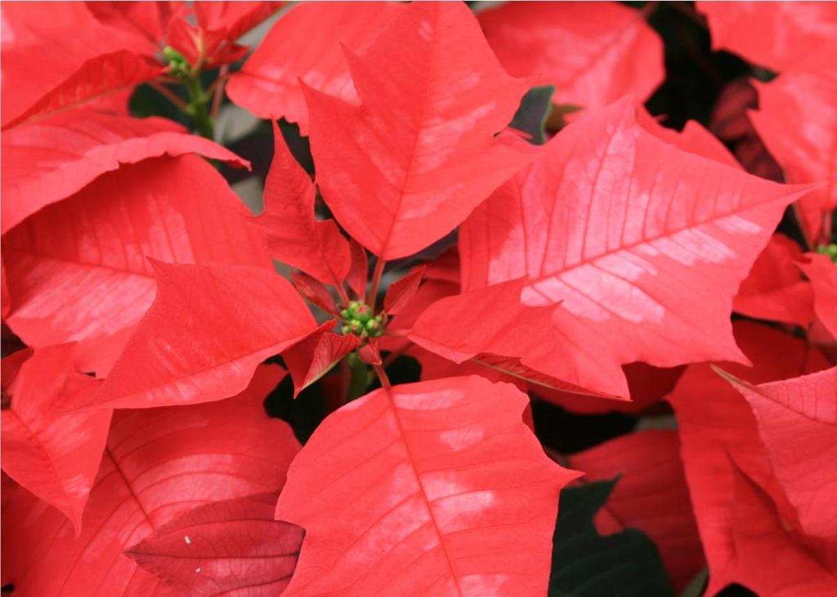 To keep poinsettias healthy and beautiful, do not overwater them. Make sure the potting mix feels dry to the touch before adding water.