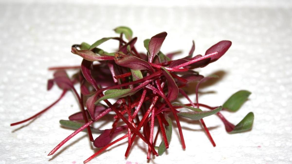 Beet bull blood is a common microgreen with red foliage. Fresh seed is required to be successful growing microgreens at home. The plants have a variety of uses but do not require a lot of space.