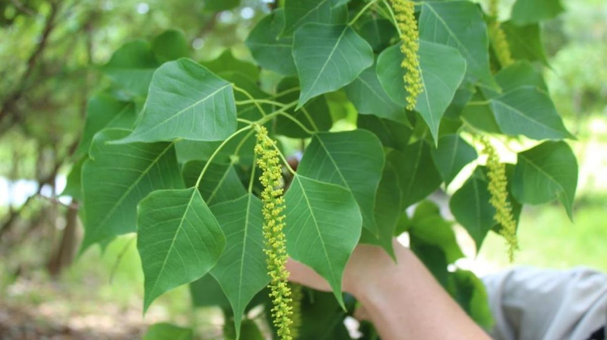 Horticulturally, the Popcorn tree is beautiful with its heart-shaped leaves that supply autumn color on the Coast and tassel flowers in the spring.