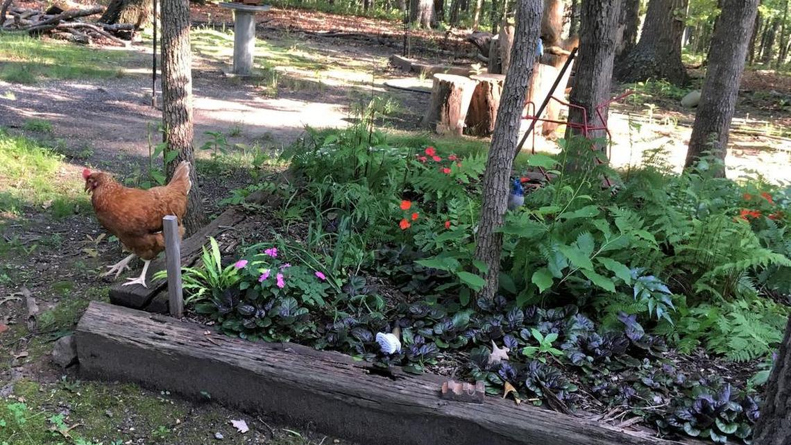 Go away, chick! Chick!