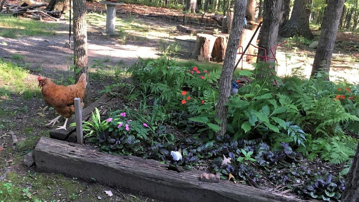 The day this unidentified, free-roaming hen discovered the flower bed was good for her — lots of earthworms to eat — but bad for the flowers. Soon after this photo was taken, many of the plants would be scratched out of the ground by the returning hen and her feathered friends. Chickens naturally scratch with their feet to dig up dirt in search of bugs and worms.