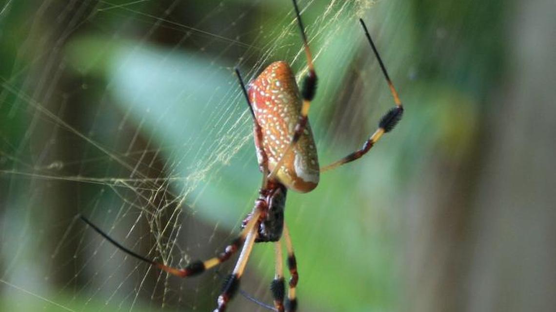 Don’t be alarmed by these garden insects