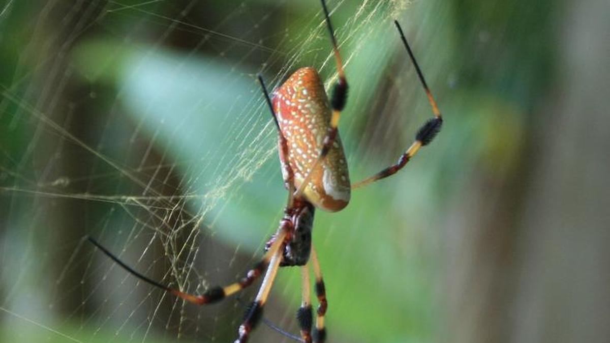 The golden silk orb weaver is found all along the Gulf Coast, as well as Central and South America.