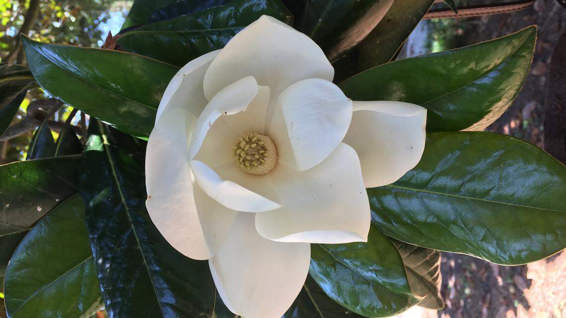 Plant a magnolia forever