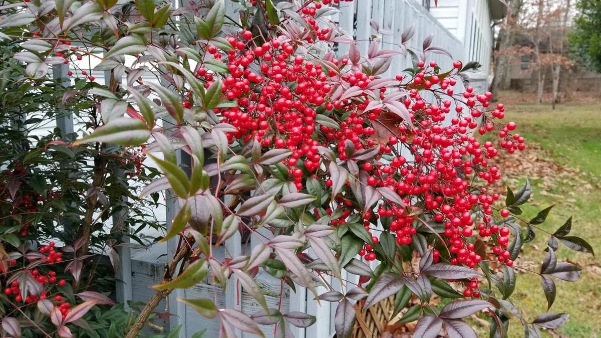 Nandinas display clusters of bright red berries in the fall and winter.