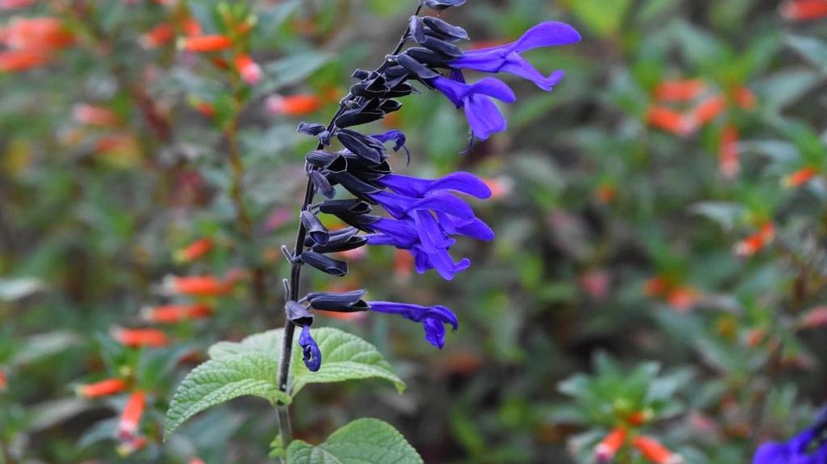 The Black and Bloom salvia is one of the first summer perennials to start blooming. This tough plant survives and thrives in hot summers.