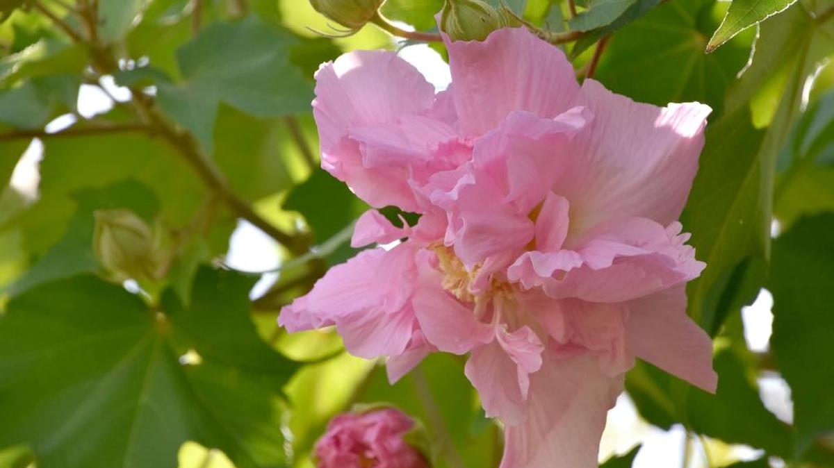 Confederate Rose is an old-fashioned heirloom plant that is actually a hibiscus, not a rose.)