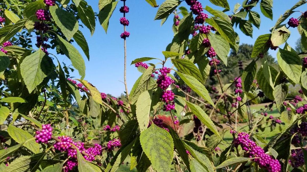 American beautyberry is a native shrub that has tiny flowers, prolific berries and is excellent in home landscapes.
