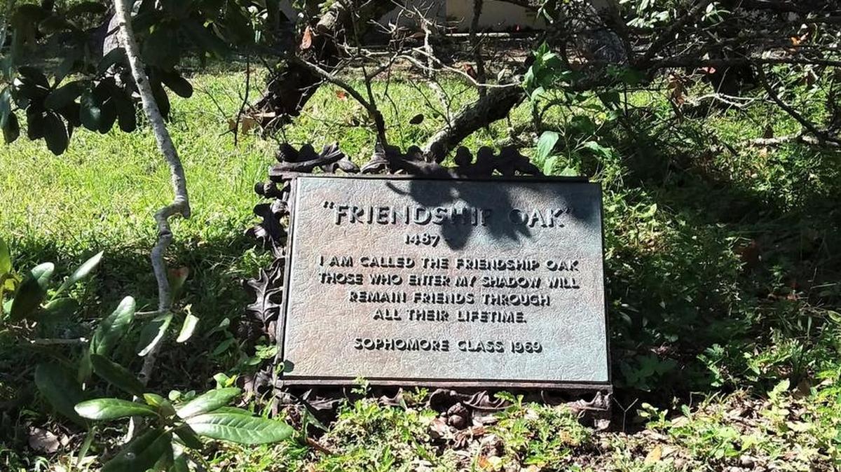 The Friendship Oak is thought to be named in the early 1920s by students of Gulf Park College for Women, who gave the tree estimated at 500 years special significance. The Class of 1969 donated the plaque, significant because that year the campus damage from a hurricane eventually led to the school’s closing.