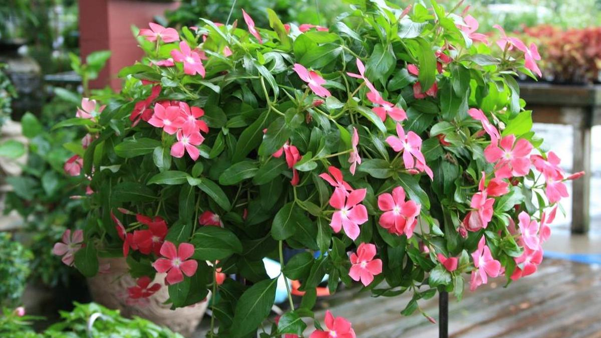 Annual flowering vincas perform well in the landscape and in containers. This Mediterranean Hot Rose has a spreading growth habit that allows it to spill over the edge of a hanging basket.