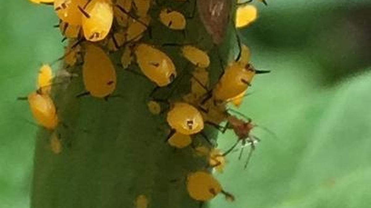 An inspection of the milkweed pod reveals aphids, and if you look closely, you will see one ant among them.