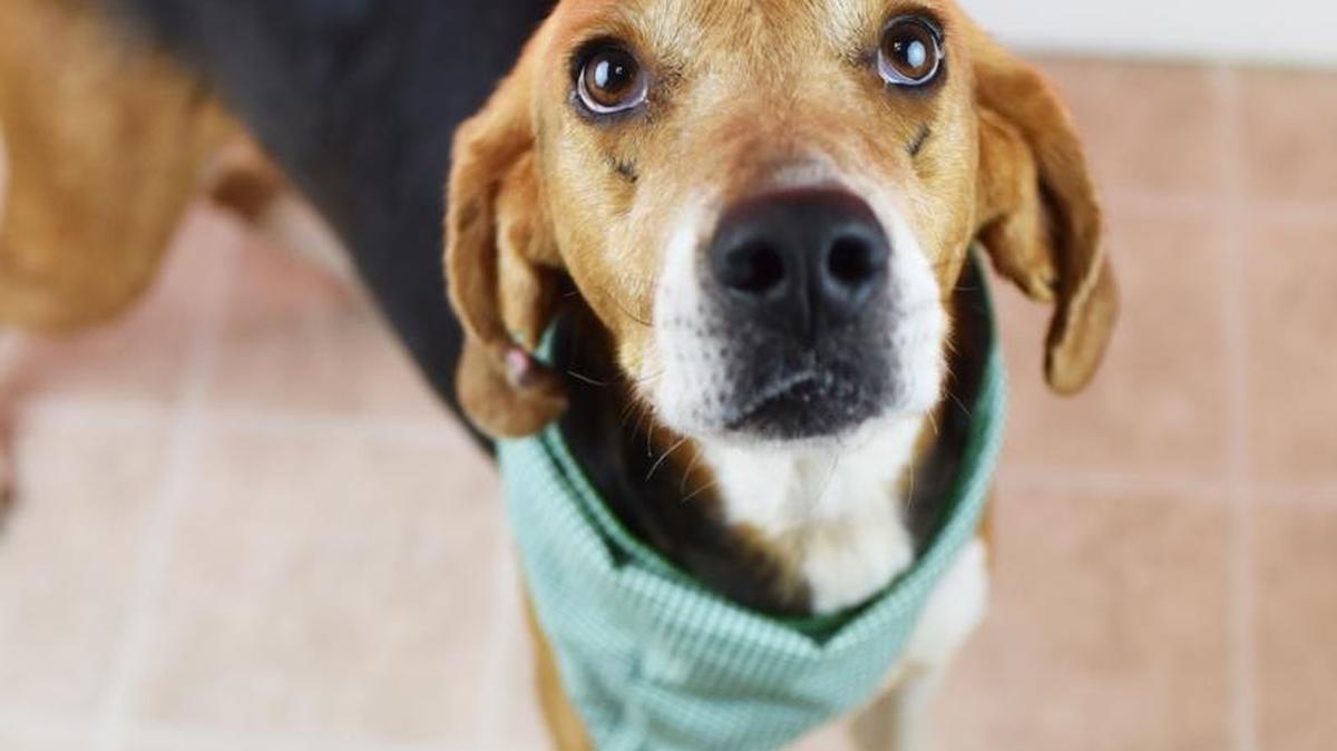 Clifford (A30928729), a 7-year-old hound mix, is the featured pet of the week for the Humane Society of South Mississippi.