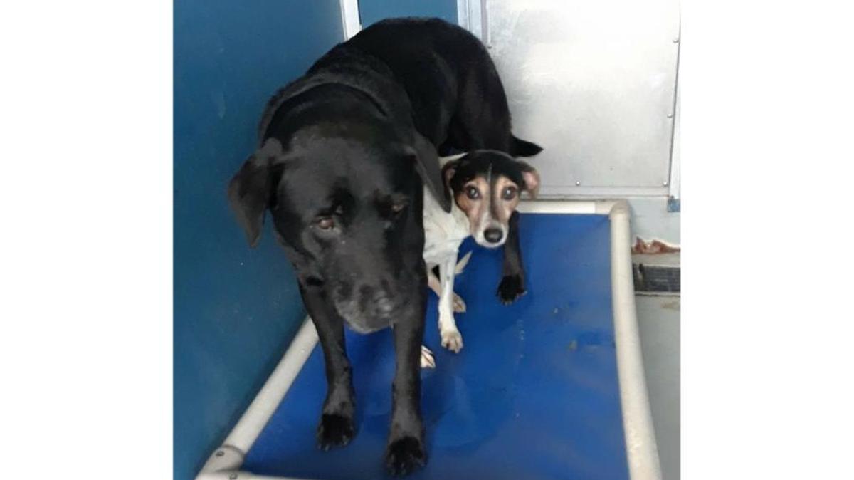 Shadow and his little buddy, Trouble, need help after their dying owner had to give them to the Hancock County Animal Shelter. The shelter is looking for a foster home for the dogs, who cannot be separated.
