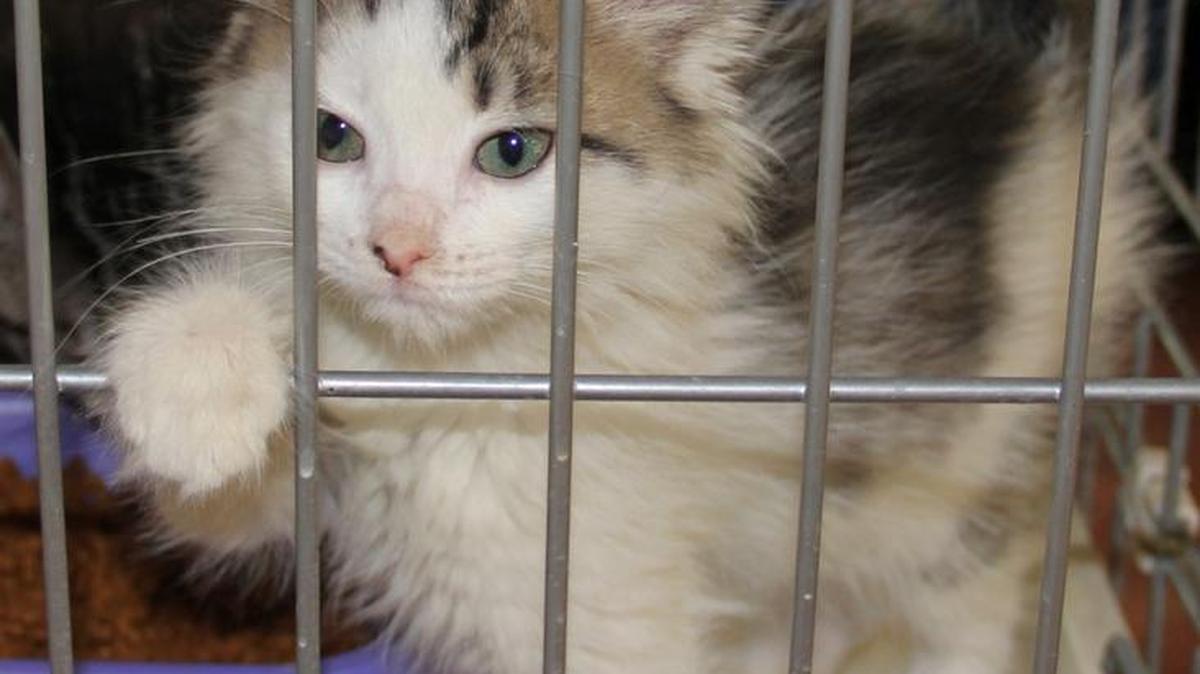 Annie is a pretty little kitten from the Stone County SPCA.
