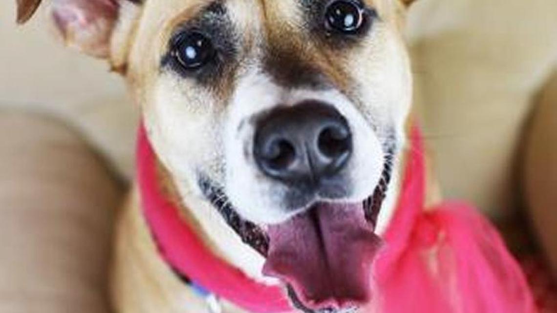 Honey Bear wants a home