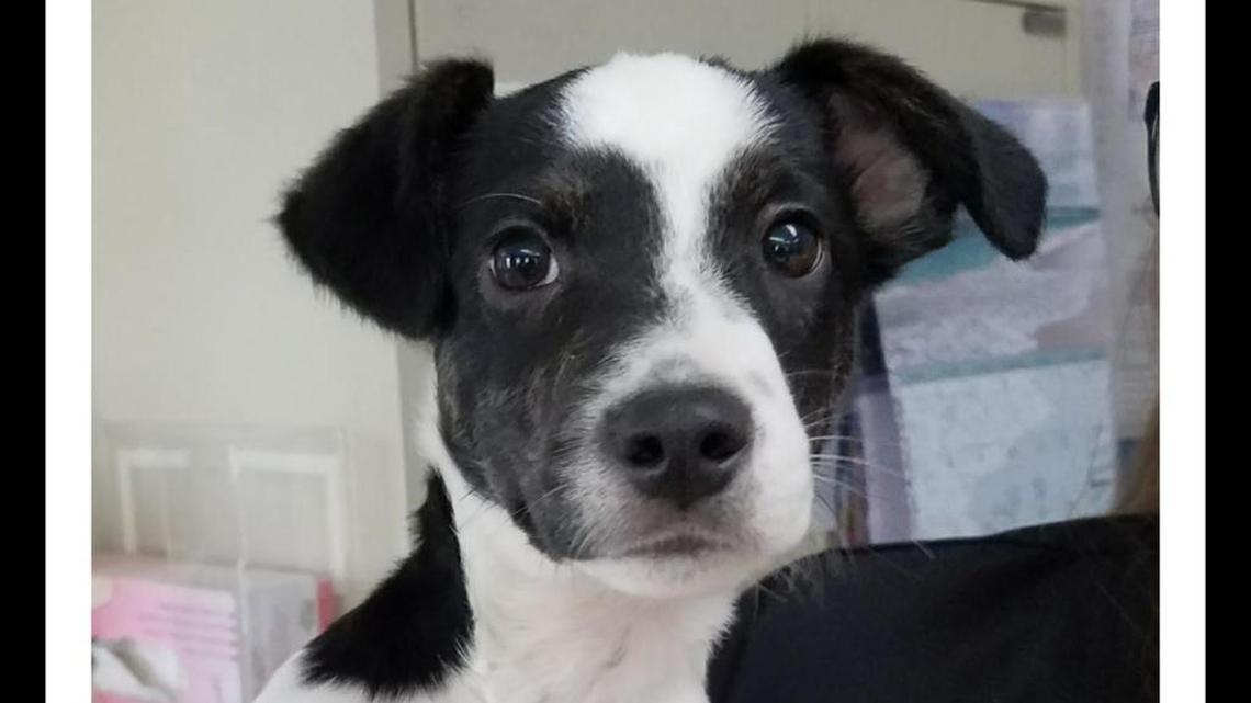 Puppy tied to post gets second chance