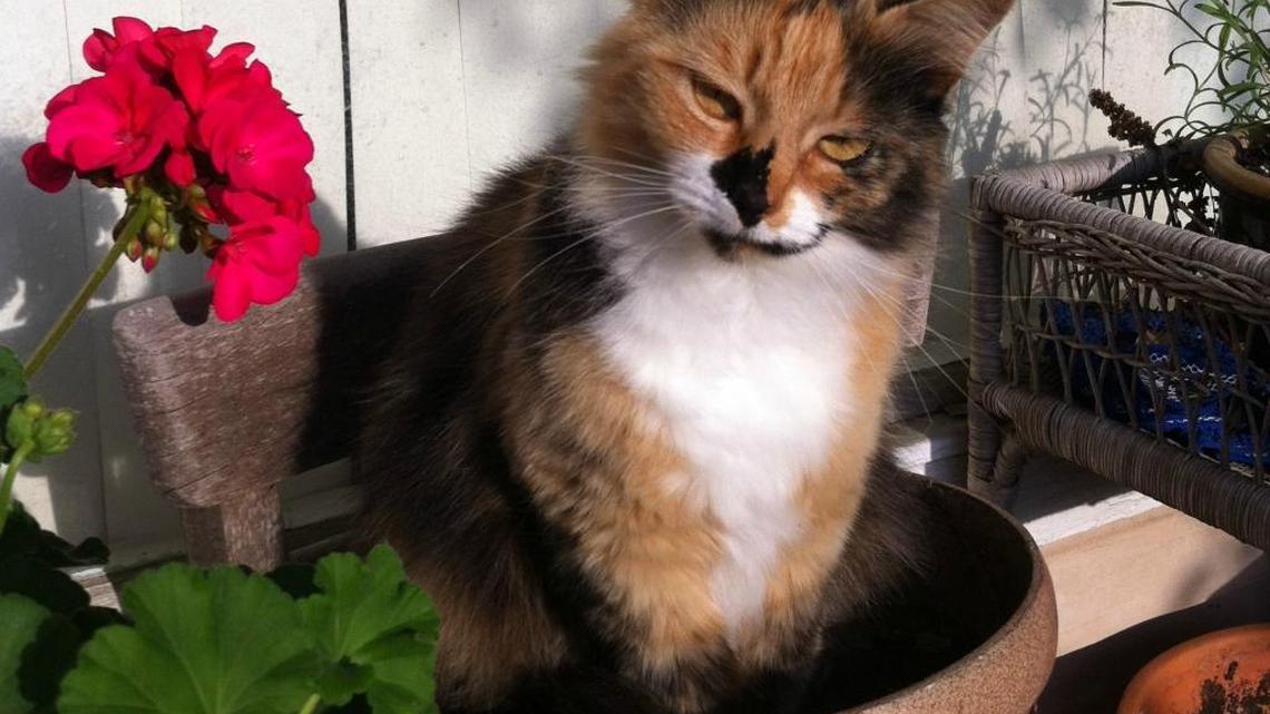 It’s a purrfect day to celebrate your kitties