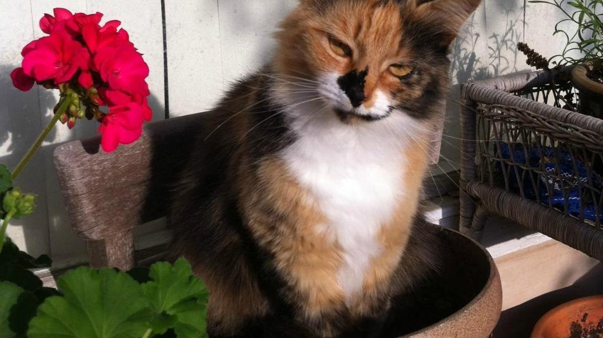 Cynthia Smith sits in her favorite flower pot on her front porch.