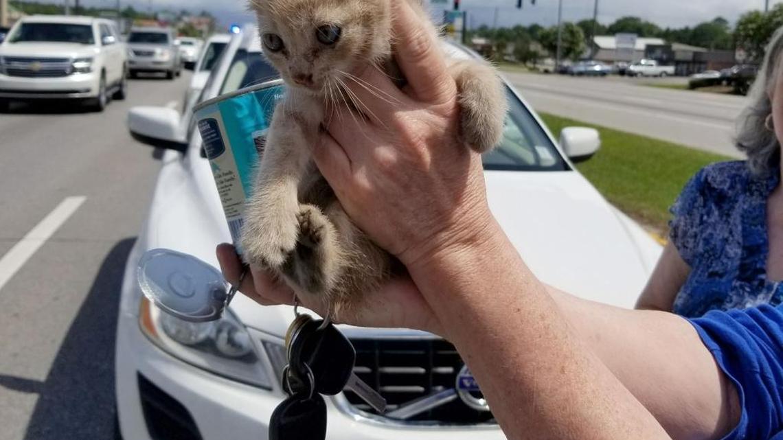 Off-duty Gulfport firefighter pulls kitten traffic control