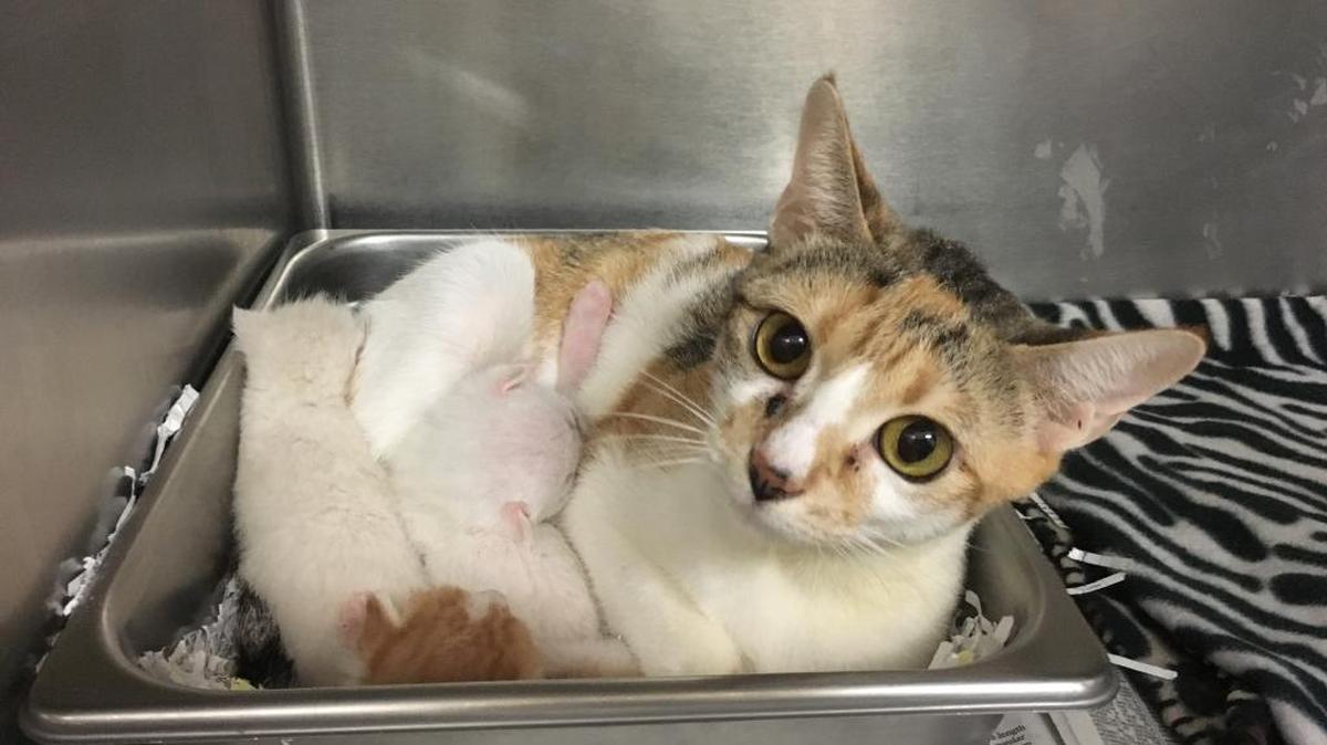 This young mother cat has just had a litter at the Humane Society of South Mississippi in Gulfport.