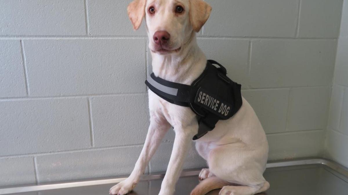 Dixie, a yellow Labrador retriever wearing a service dog vest, was found near the University of Alabama campus on Friday. She has been returned to her owner.