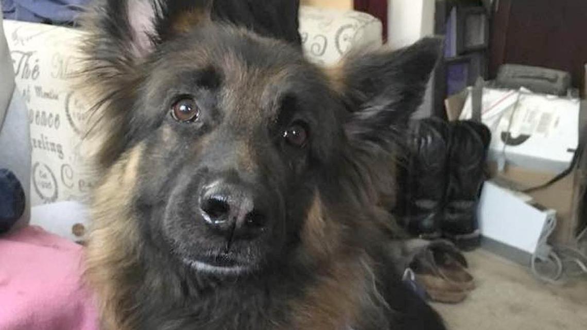 Share your pets with us on National Love Your Pet Day