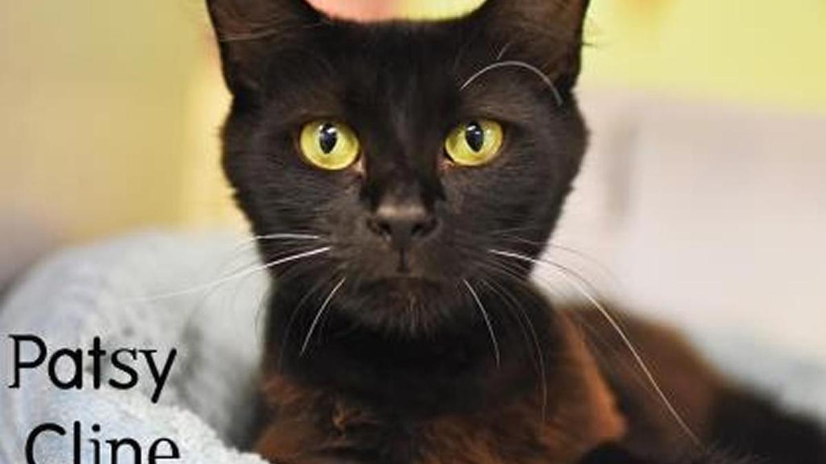 If you fall to pieces over black cats, Patsy Cline, a 2-year-old female domestic long hair mix, is one of several black cats whose adoption fee has been waived for Aug. 17 only, in celebration of National Black Cat Appreciation Day. Patsy Cline is at the Humane Society of South Mississippi in Gulfport.