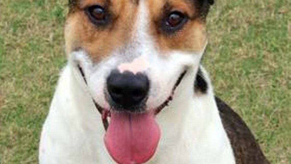 It’s a ‘free fur all’ at the Humane Society this weekend