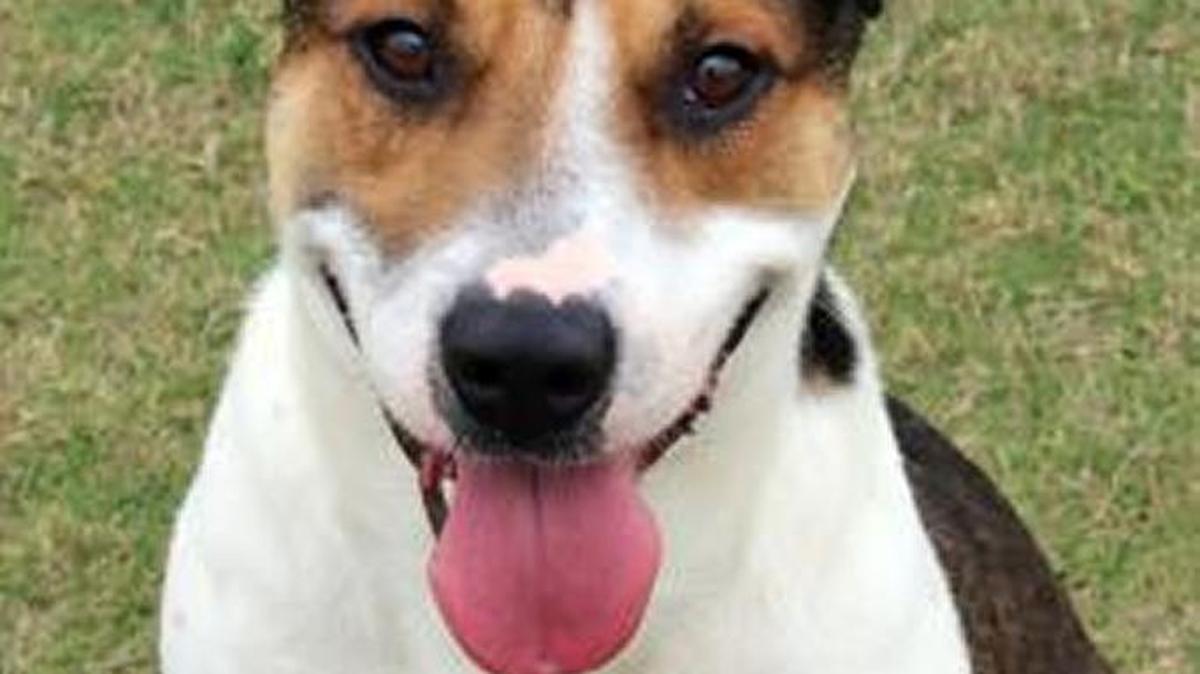Jake (ID: 35013951), a white and brown hound mix, is just over 4 years old and one of almost 400 animals in need of a home at the Humane Society of South Mississippi. HSSM is waiving its adoption fees Thursday and Friday.