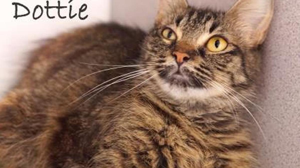 Dottie (ID: 35289329) is a 3-year-old brown and black domestic shorthair mix available at the Humane Society of South Mississippi.