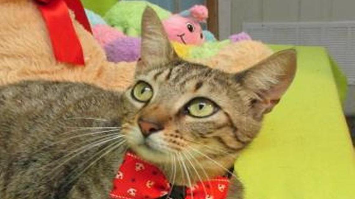 Find a feline friend for $10 in Picayune